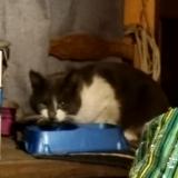 Picture of cat found at Saint Arnoult