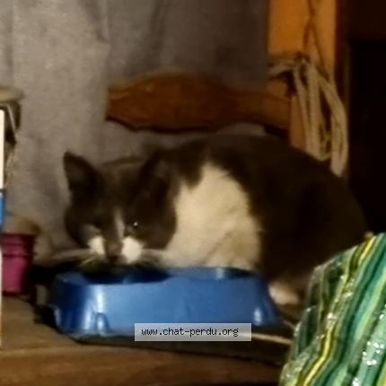 Photo 1/1 Found cat Found in Saint arnoult