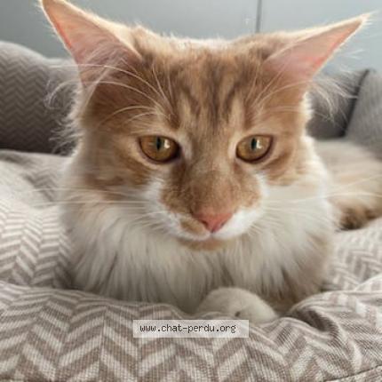 Photo 1/1 Kiwi Chat lost in Bournezeau