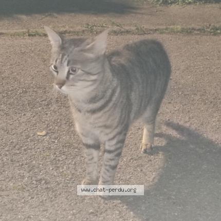 Photo 1/1 Found cat Found in 38400 st martin d heres