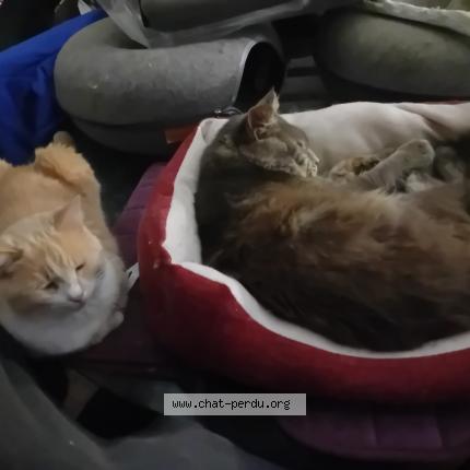 Photo 1/1 Phapha Chat lost in Brive la gaillarde