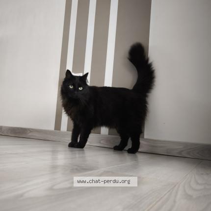 Photo 1/1 Kira Chat lost in Ecrouves