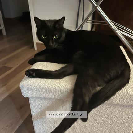 Photo 1/1 Lilith Chat lost in Sannois