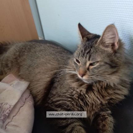 Photo 1/1 Jodi Chat lost in Semeac