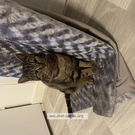 Photo 1/1 Loulou Chat lost in Le mans