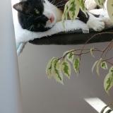 Picture of cat lost at Bouillon