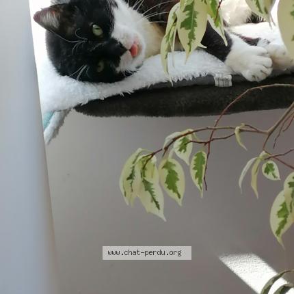 Photo 1/1 Filip Chat lost in Bouillon