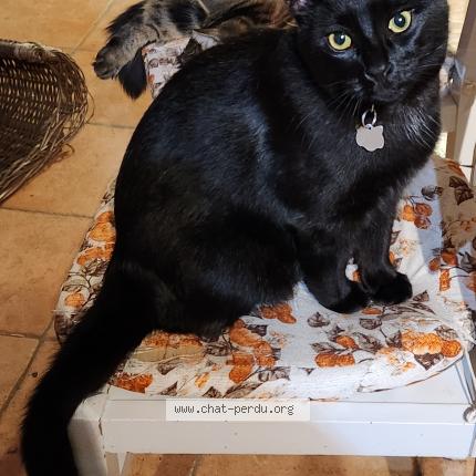 Photo 1/3 Volty Chat lost in Tredion