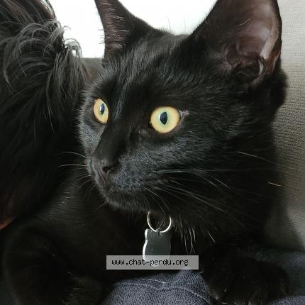 Photo 2/3 Volty Chat lost in Tredion