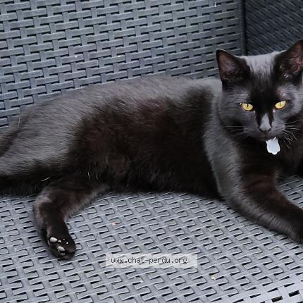 Photo 3/3 Volty Chat lost in Tredion