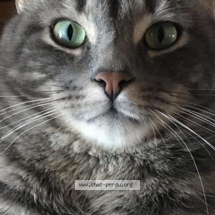 Photo 1/1 Gustave Cat lost in Mont Tremblant