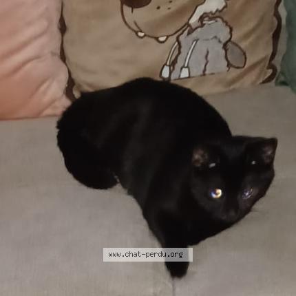 Photo 1/1 Marshalle Chat lost in Avelgem