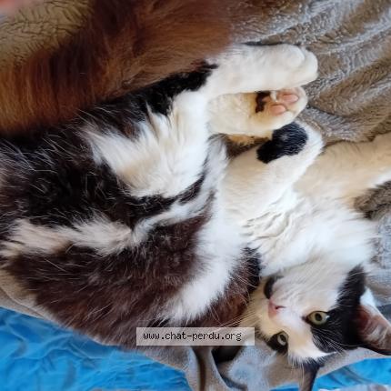 Photo 1/1 Choco Chat lost in Sees