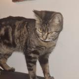 Picture of cat lost at Montrouge
