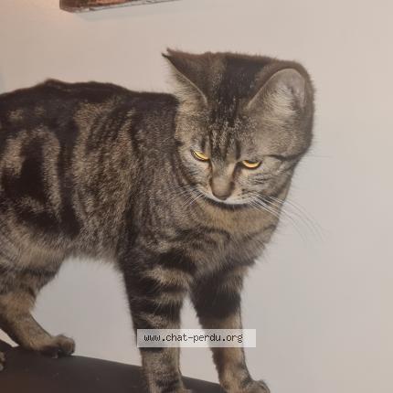 Photo 1/1 Yushi Chat lost in Montrouge