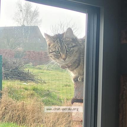 Foto van vermiste kat in Achene