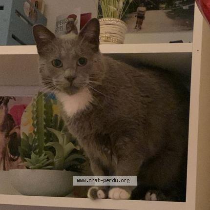Photo 1/2 Rom&eacute;o Chat lost in Charny