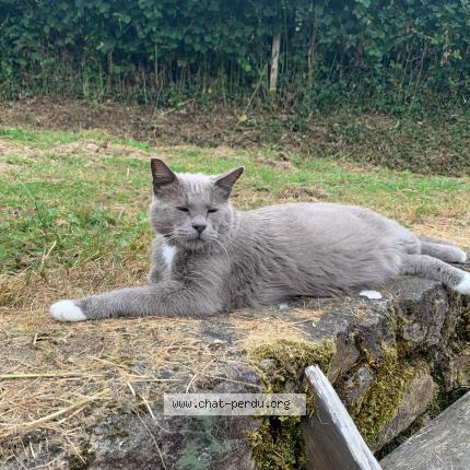 Photo 2/2 Rom&eacute;o Chat lost in Charny