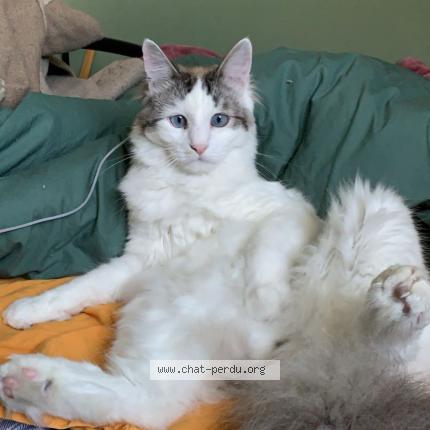 Photo 1/1 Akira Chat lost in Bonnee