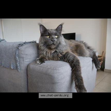 Photo 1/1 Uno Chat lost in Montbrison