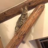 Picture of cat lost at Mercury