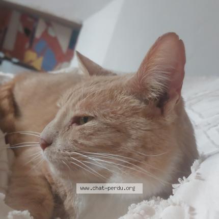 Photo 1/1 Oggy Chat lost in Villaines sous bois