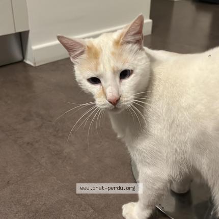 Photo 1/1 Snow Chat lost in Antibes