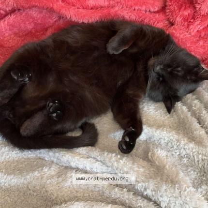 Photo 1/1 Iroise Chat lost in Saint jacques de la lande