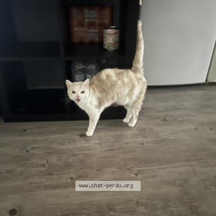 Photo 1/1 Milka Chat lost in Sermaises