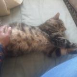 Picture of cat lost at Saint Etienne