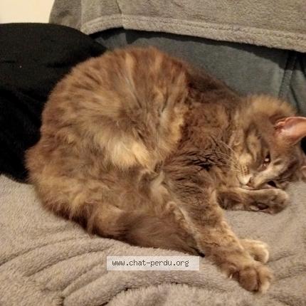 Photo 1/1 Nalla Chat lost in Saint pol de leon