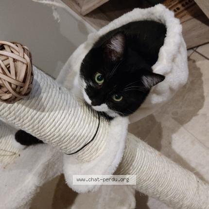 Photo 1/1 Cat reunited Lost in Oberhaslach