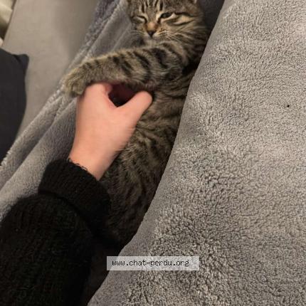 Photo 1/1 Kira Chat lost in Ambares et lagrave
