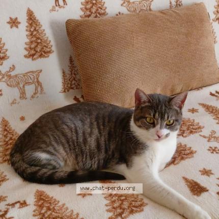 Photo 1/1 Dentelle Chat lost in Anse