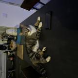 Picture of cat lost at La Rochefoucauld