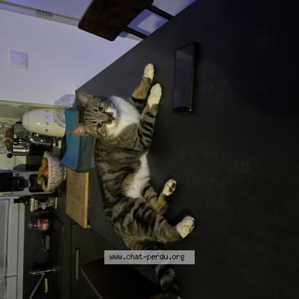 Photo 1/1 Tigrou Chat lost in La rochefoucauld