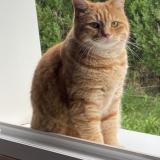 Picture of cat lost at Marchaux Chaudefontaine