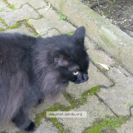 Photo 1/1 Found cat Found in Montpellier