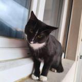 Picture of cat found at Marseille