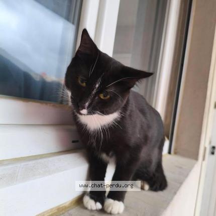 Photo 1/1 Found cat Found in Marseille