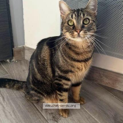 Photo 1/1 Molly Chat lost in Fourmies