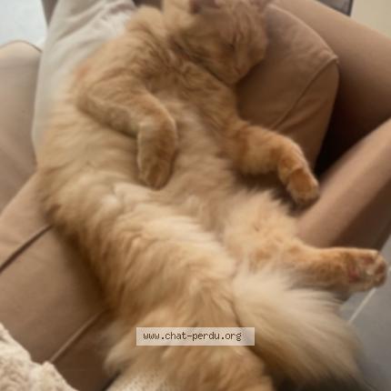 Photo 1/1 Symba Chat lost in Saran