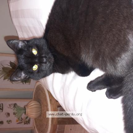 Photo 1/1 Bella Chat lost in Bruxelles