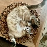 Picture of cat lost at Aujols