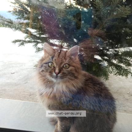 Photo 1/1 Mimie Chat lost in Gap