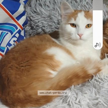 Photo 1/2 Vanille Chat lost in Lozanne