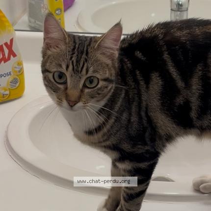 Photo 1/1 Found cat Found in Balma