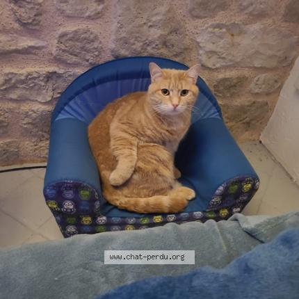 Photo 1/1 Peperoni Chat lost in Mezieres en gatinais