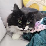 Picture of cat lost at Chanas