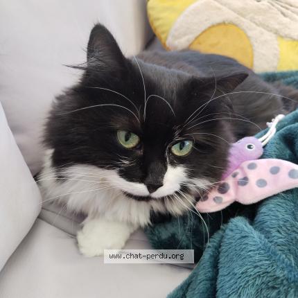 Photo 1/1 Bouly Chat lost in Chanas